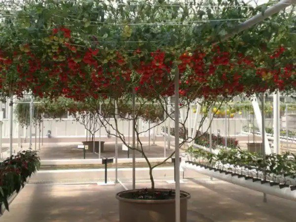 40 Italian Tree Tomato 'Trip L Crop' Lycopersicon Red Fruit Vegetable Seeds Fresh