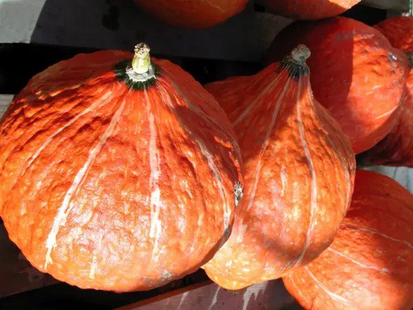 30 Golden Hubbard Squash Genesee Red Buttercup Cucurbita Pepo Vegetable Seeds Fresh