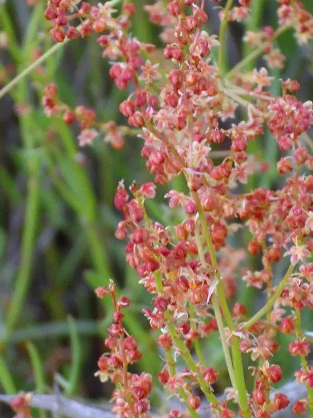 100 Sheep Sorrel Rumex Acetosella Red Field Sorrel Sour Weed Herb Flower Seeds Fresh