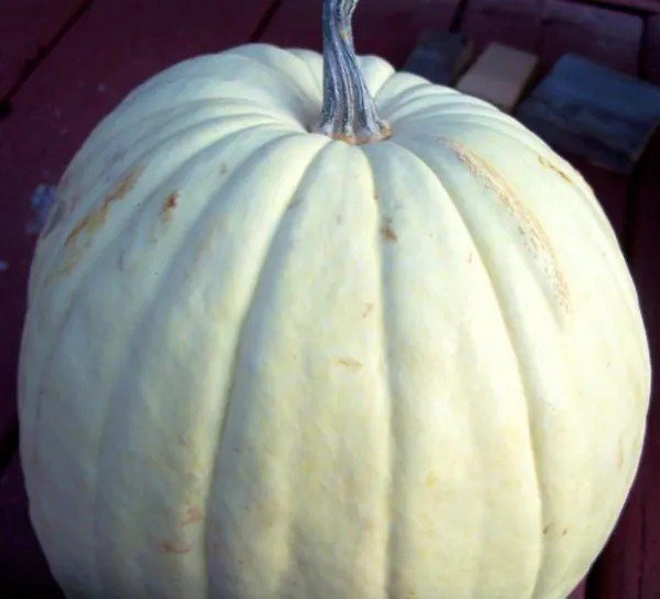 5 White Casper Pumpkin White Skin Orange Flesh Cucurbita Maxima Vegetable Seeds Fresh