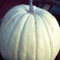 5 White Casper Pumpkin White Skin Orange Flesh Cucurbita Maxima Vegetable Seeds Fresh
