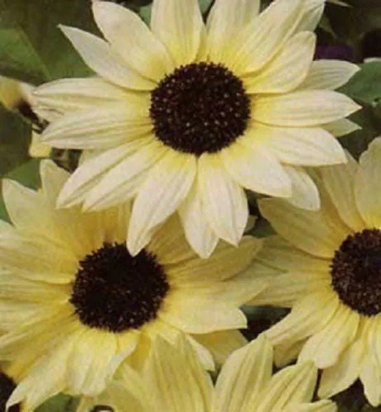 50 Vanilla Ice Sunflower Two Tone Light Yellow Helianthus Annuus Flower Seeds Fresh