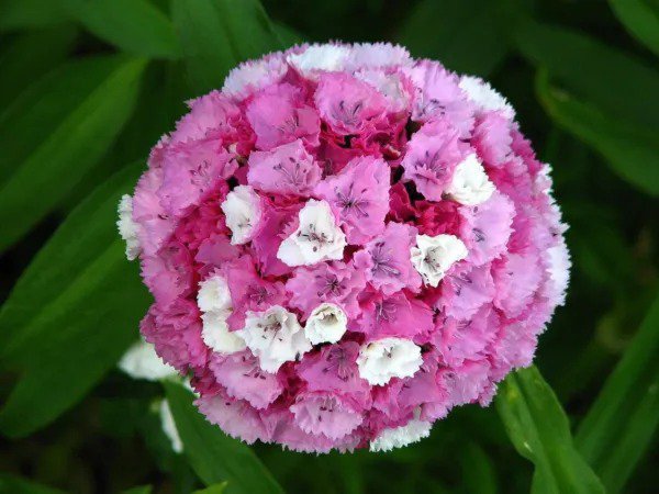 100 Wee Willie Dwarf Sweet William Mixed Colors Dianthus Barbatus Flower Seeds Fresh