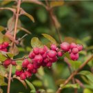 25 Coralberry Shrub Flower Pink Indian Currant Symphoricarpos Orbiculatus Seeds Fresh
