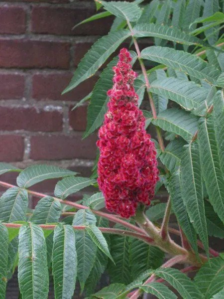 50 Staghorn Sumac Tree Rhus Typhina Yellow Flowers Red Berries Seeds Fresh