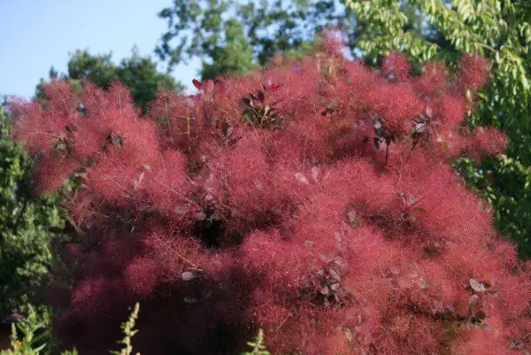 30 Purple Smoke Tree Shrub Smokebush Cotinus Coggygria Rhus Cotinus Sumach Seeds Fresh