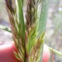 1500 Prairie Junegrass Koeleria Cristata June Crested Hair Grass Flower Seeds Fresh