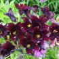 25 Chilean Black Painted Tongue Salpiglossis Sinuata Paisley Flower Seeds Fresh
