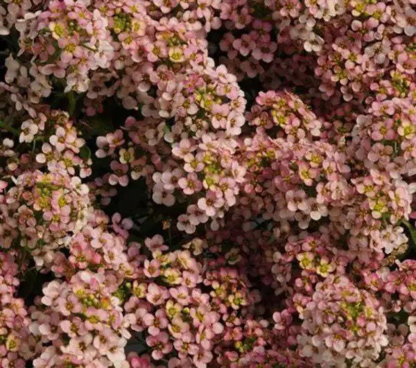 50 Easter Bonnet Peach Alyssum Lobularia Maritima Hummingbird Flower Seeds Fresh