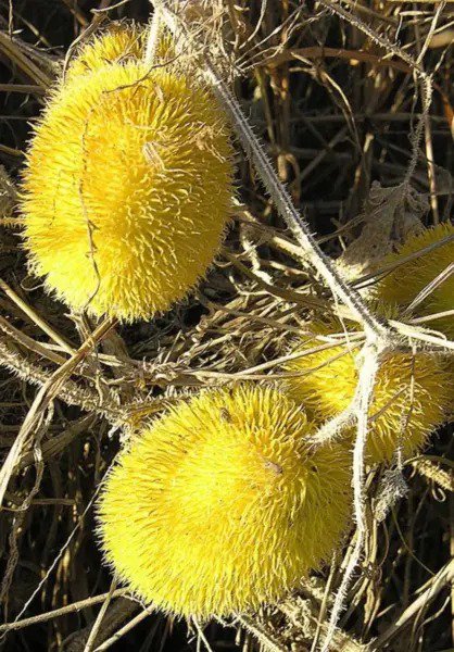 10 Wooly Bear Gourd Cucumis Dipsaceus Fuzzy Green Seeds Fresh