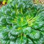 1000 Tatsoi Brassica Rapa Rosularis Tat Soi Bok Choy Spinach Mustard Greens Seed Fresh