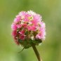 500 Salad Burnet Sanguisorba Minor Edible Greens Vegetable Herb Flower Seeds Fresh