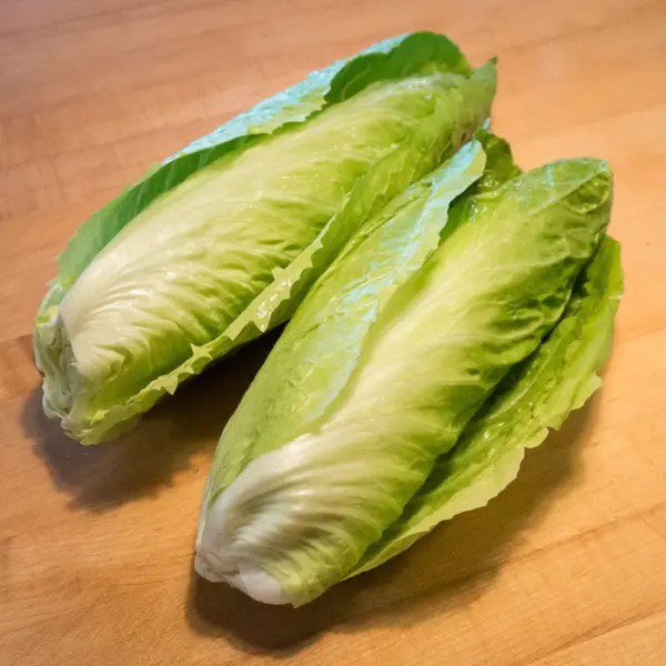 250 Sugar Loaf Endive Radicchio Escarole Cichorium Intybus Green Vegetable Seeds Fresh