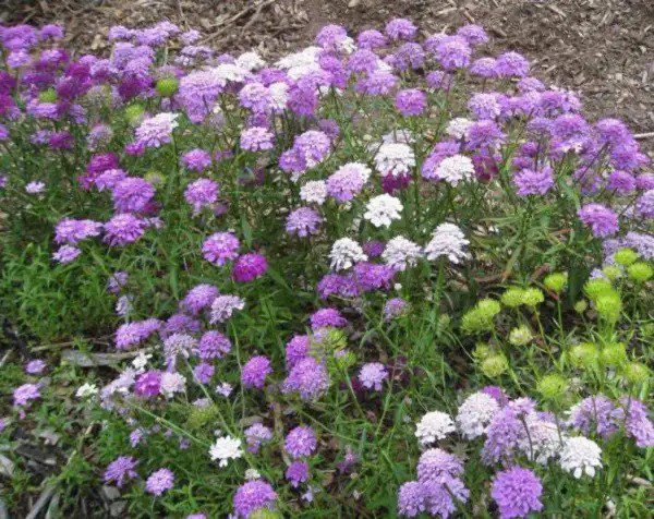 2000 Tall Mix Candytuft Iberis Umbellata Mixed Colors Ground Cover Flower Seeds Fresh