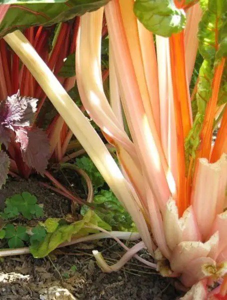 40 Pink Flamingo Swiss Chard Beta Vulgaris Perpetual Spinach Vegetable Seeds Fresh