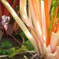 40 Pink Flamingo Swiss Chard Beta Vulgaris Perpetual Spinach Vegetable Seeds Fresh