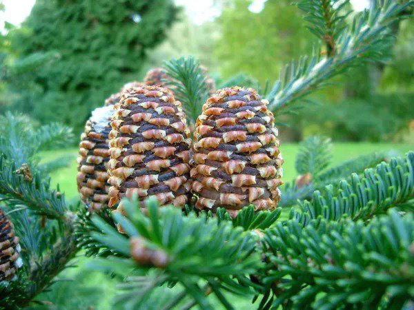 20 Fraser Fir Tree Abies Fraseri Christmas Tree Southern Balsam Fir Native Seeds Fresh