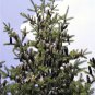 30 Balsam Fir Tree Abies Balsamea Christmas Tree Silver Pine Canadian Fir Seeds Fresh
