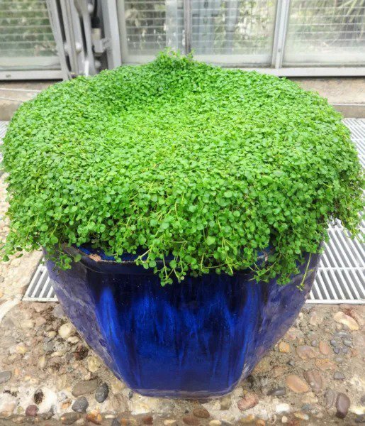 1G 27,500 Bulk Corsican Mint Mentha Requienii Fragrant Ground Cover 1 Gram Seeds Fresh