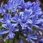 25 Blue Lily Of The Nile Agapanthus Orientalis African Lily Flower Seeds Flat Sh Fresh
