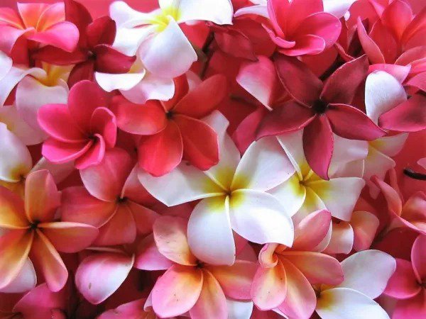 10 Mixed Colors Plumeria Seeds Lei Flower Frangipani Mix Pink Red Yellow White Fresh