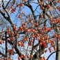 5 Japanese Persimmon Tree Asian Diospyros Kaki Orange Red Fruit Flower Seeds Fresh