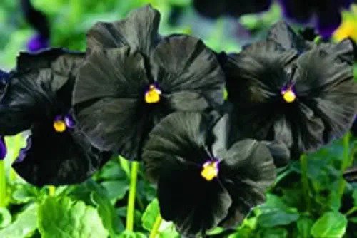 50 Black Pansy Clear Crystals Viola Wittrockiana Flower Seeds Fresh