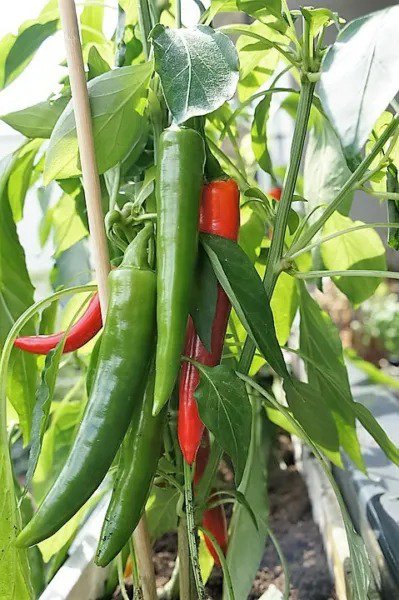 25 Organic Korean Dark Green Pepper Lady Han Hot Chili Long Red Capsicum Seeds Fresh