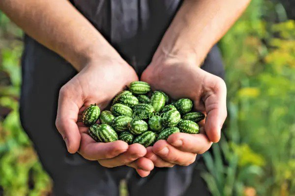 10 Cucamelon Melothria Scabra Mouse Melon Mexican Mini Watermelon Fruit Seeds Fresh