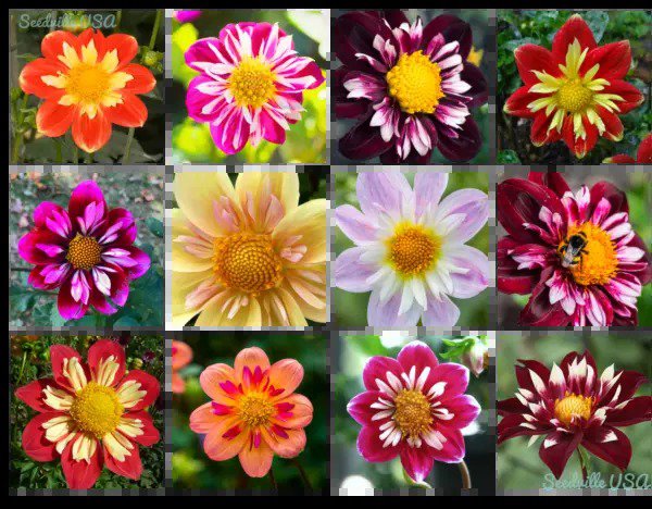 50 Mixed Collarette Dahlia Variabilis Two Tone Red Pink Yellow Flower Seeds Fresh