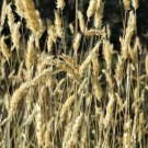 150 Sweet Vernal Grass Sweet Grass Vanilla Grass Anthoxanthum Odoratum Seeds Fresh