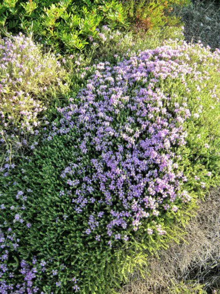 20 Mediterranean Thyme Spiked Thymbra Spicata Savory Herb Za&acirc;��Atar Flower Seeds Fresh