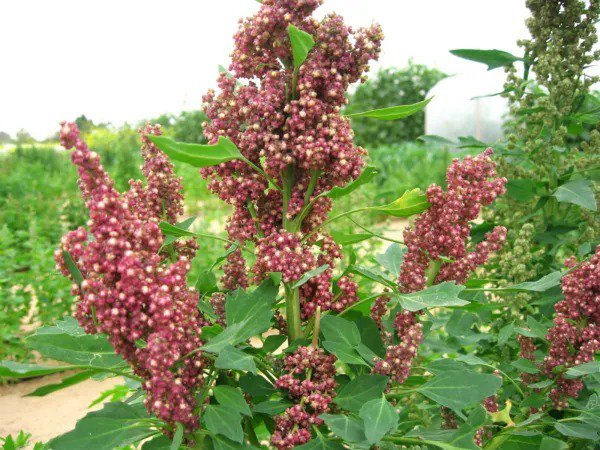 100 Organic Cocoa Cherry Quinoa Grain Chenopodium Quinoa Red & Brown Seeds Fresh