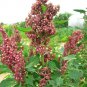 100 Organic Cocoa Cherry Quinoa Grain Chenopodium Quinoa Red & Brown Seeds Fresh