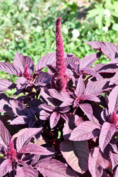 500 Midnight Red Amaranthus Cruentus Amaranth Flower Leaf Vegetable Seeds Fresh