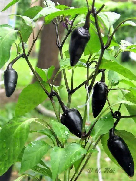 25 Black Hungarian Pepper Capsicum Annuum Mildly Hot Vegetable Seeds Fresh