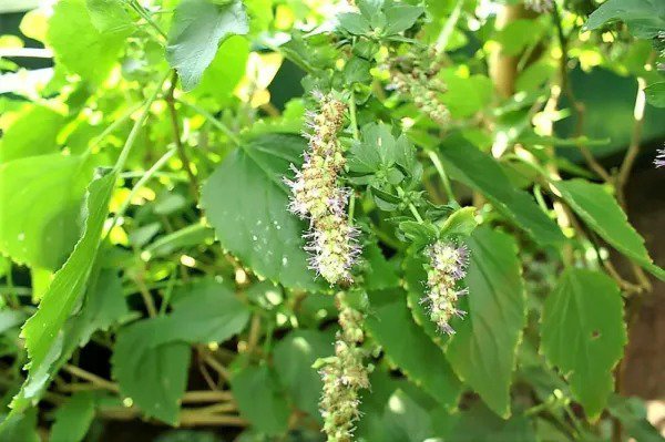 10 Java Indian Patchouli Pogostemon Heyneanus Herb Shrub Flower Fragrant Seeds Fresh