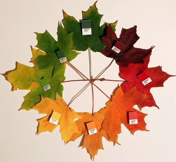 25 Sugar Maple Syrup Tree Native Rock Fall Color Acer Saccharum Seeds Fresh