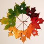 25 Sugar Maple Syrup Tree Native Rock Fall Color Acer Saccharum Seeds Fresh