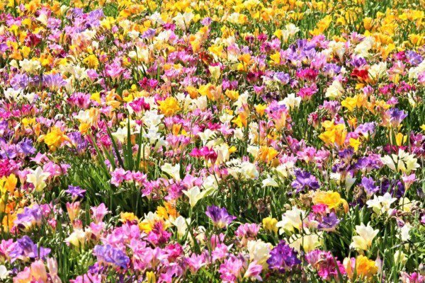 5 Royal Champion Mix Freesia Mixed Colors Pink Blue Purple Yellow + Flower Seeds Fresh