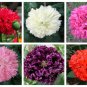 250 Organic Peony Poppy Mixed Colors Papaver Paeoniflorum Red Pink Flower Seeds Fresh