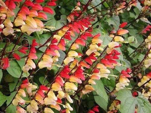 10 Firecracker Vine Flower Mina Lobata Exotic Love Spanish Flag Ipomoea Seeds Fresh