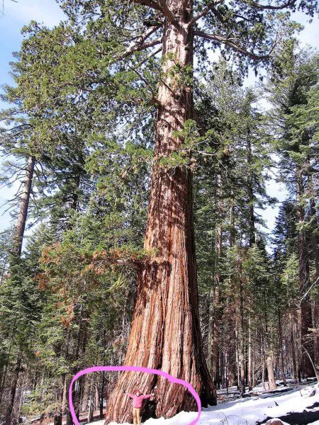 Custom Order 25G Bulk Giant Sequoia (Sequoiadendron Giganteum) Seeds Fresh