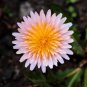 15 Pink Dandelion Taraxacum Pseudoroseum Herb Flower Seeds Fresh