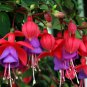 20 Hardy Fuchsia Magellanica Pink Purple Hummingbird Flower Shrub Seeds Fresh
