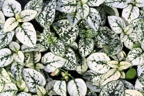 10 Dwarf White Polka Dot Plant Splash Select Hypoestes Phyllostachya Flower Seed Fresh
