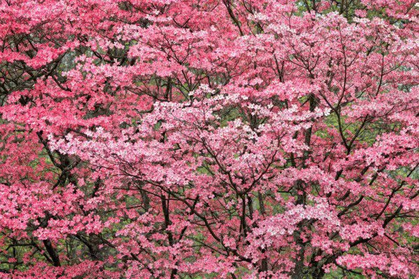 5 Pink Flowering Dogwood Tree Cornus Florida Rubra Native Tree Seeds Fresh