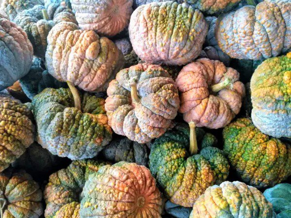 20 Black Futsu Squash Multicolored Heirloom Pumpkin Edible Cucurbita Seeds Fresh