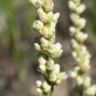 100 Alpine Coral Bells Poker Heuchera Cylindrica Roundleaf Alumroot Flower Seeds Fresh