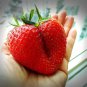 15 Giant Strawberry Fragaria Junebearing Huge Red Berry Fruit White Flower Seeds Fresh